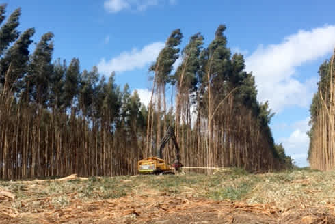 Tree trimming