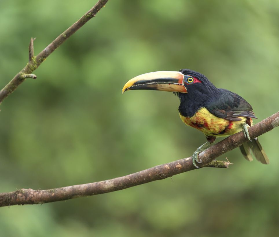 An image of a bird stopped at the tree.